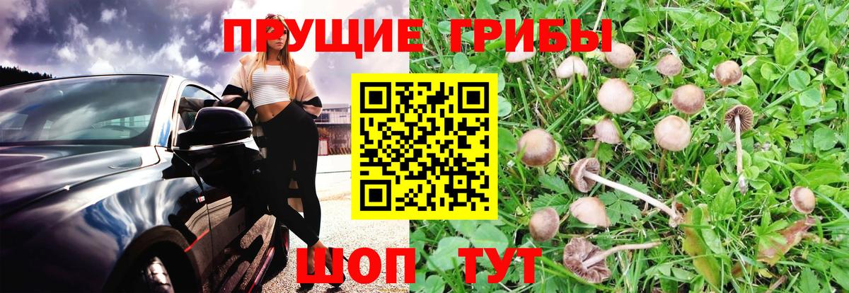  COCAIN Курчалой