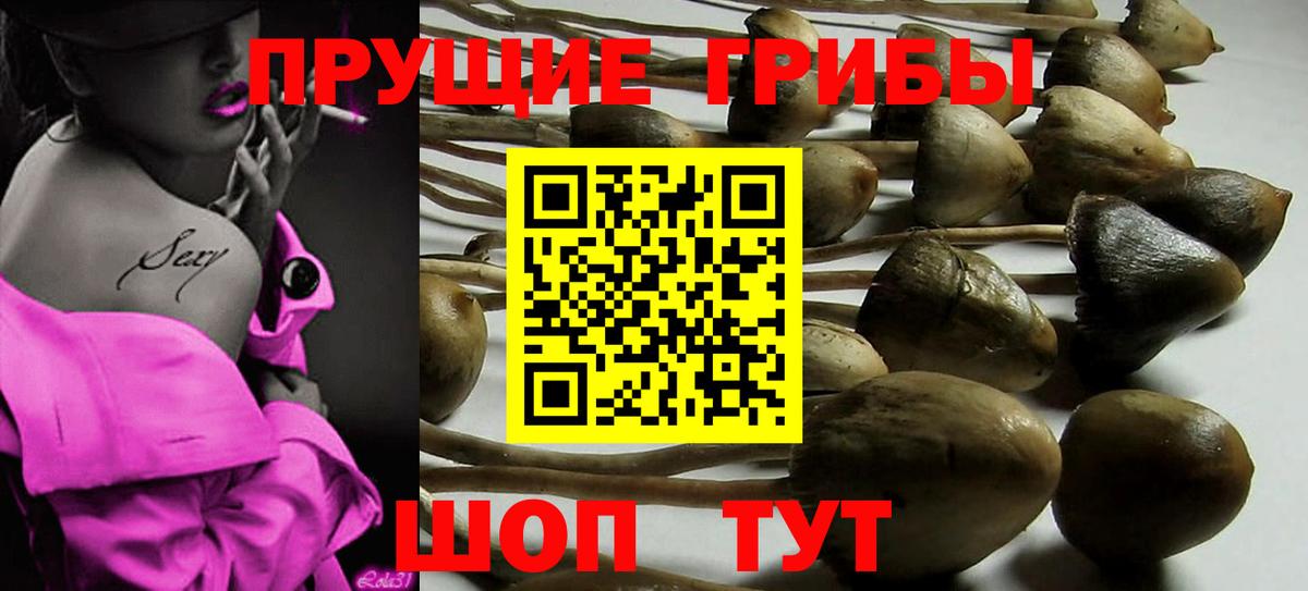 Курчалой  Галлюциногенные грибы мухоморы  Вход с VPN 